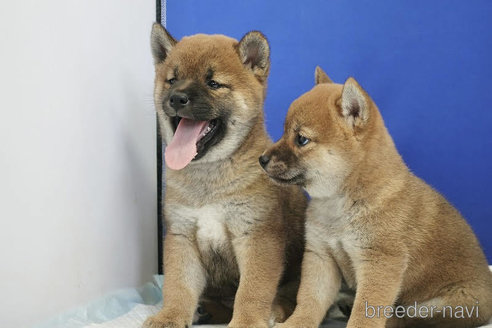 成約済の愛知県の柴犬-267708の7枚目